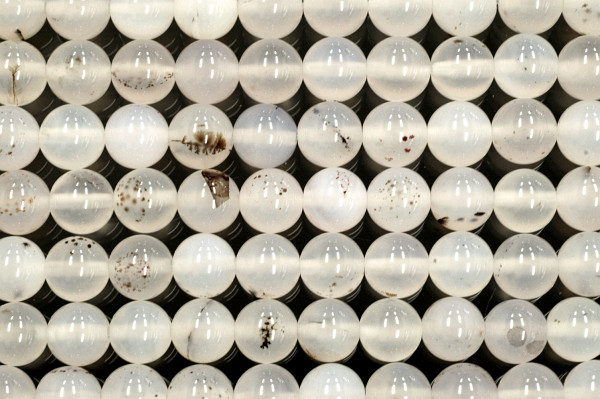 �V�R�΃r�[�Y�̃f���h���C�gA�ۋ�10mm